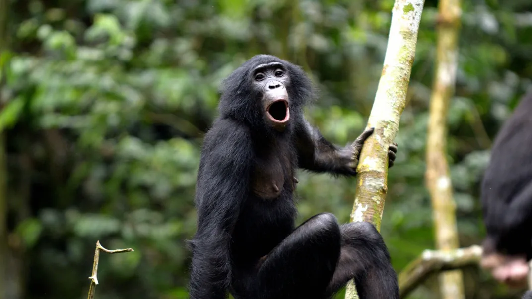 a bonobo holds onto a tree branch and has its mouth open, vocalizing
