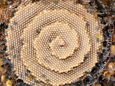 Mathematically speaking, the honeycombs grow like crystals.