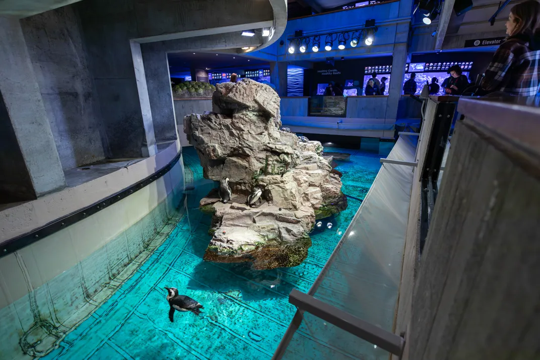 Inside of an aquarium looking down at penguin enclosure