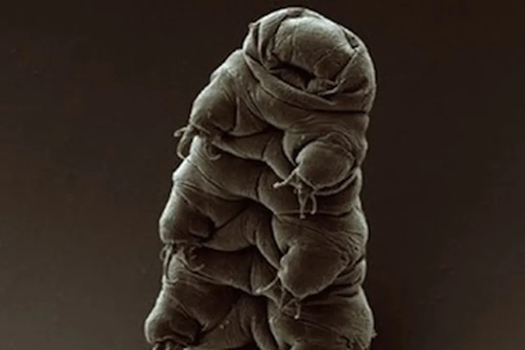 tardigrade
