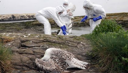 Four Important Questions About Bird Flu, Answered