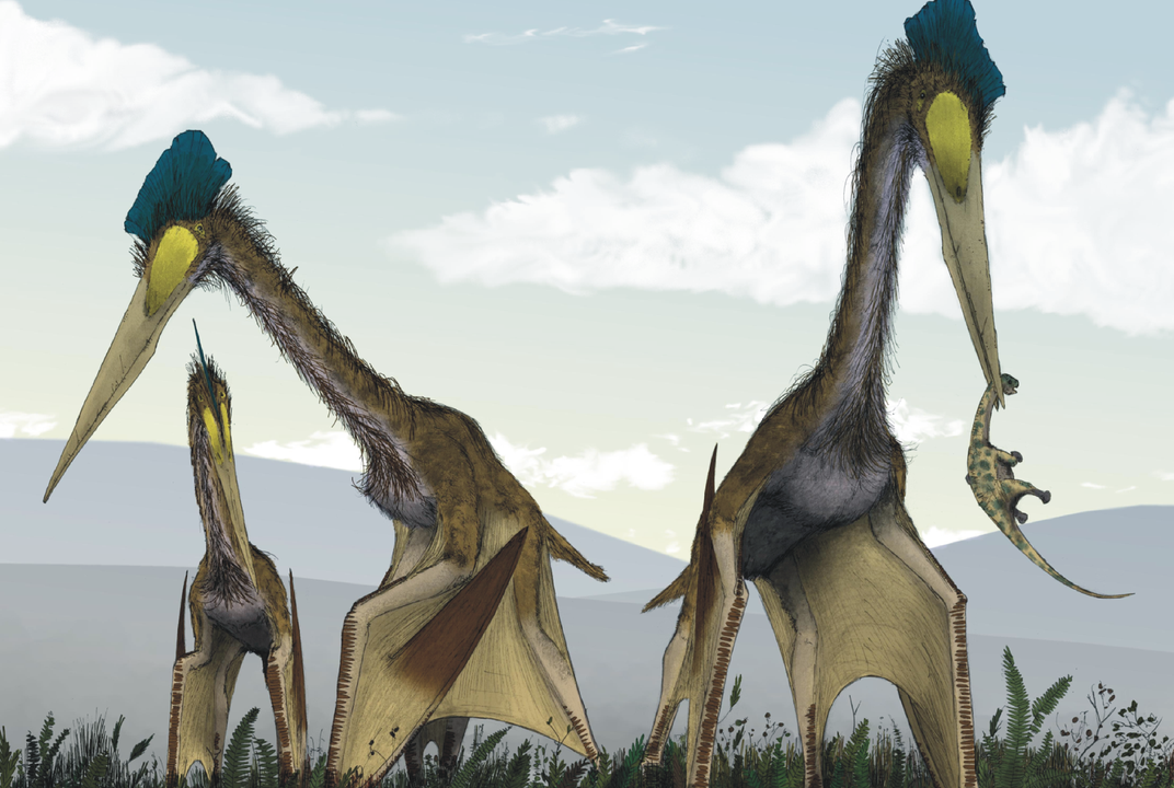 Pterodactyl Animal Facts  Pterodactylus - A-Z Animals