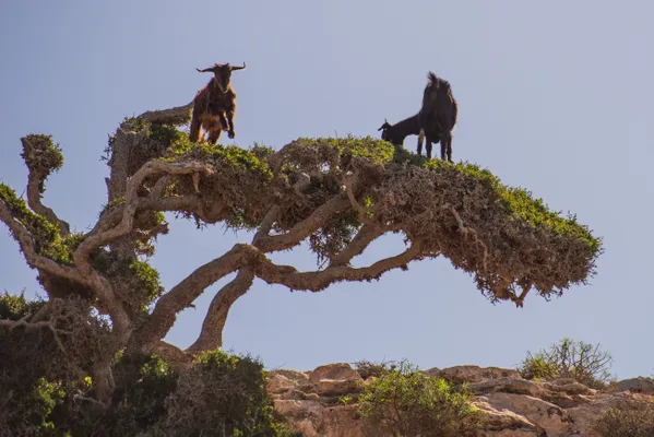 Goats Grazing on Argan Trees thumbnail