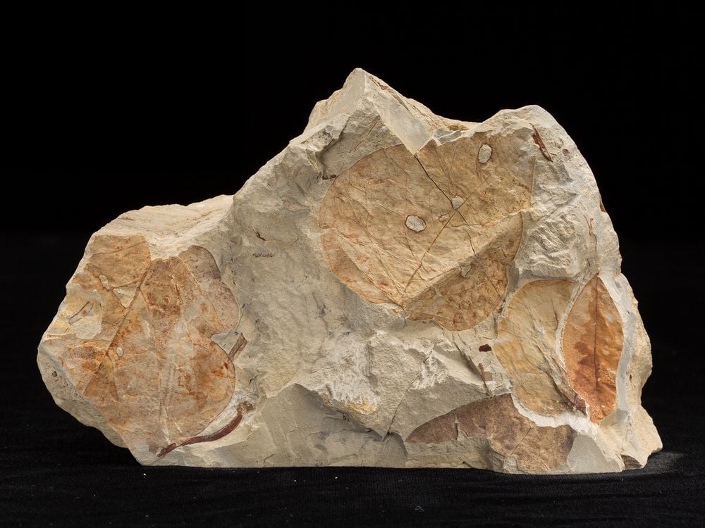 Fossil plants reveal information about the temperature and precipitation of past climates. Scientists use what they learn from fossil plants to inform their research on modern climate change (USNM PAL 606436, Smithsonian)