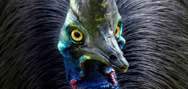 Cassowary bird at Lahore Zoo