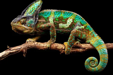 A chameleon’s exterior can dapple on demand with a remarkable variety of colors and patterns. Researchers are inching towards realizing that capability in robots. 