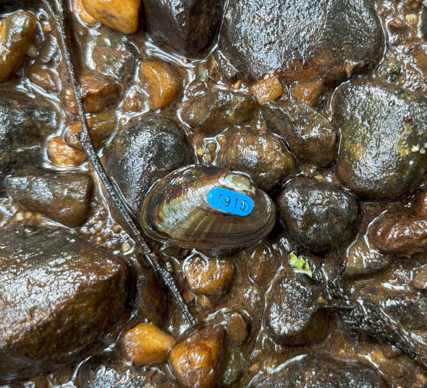 For Freshwater Mussels, Being Small Can Come With a Big Risk ...