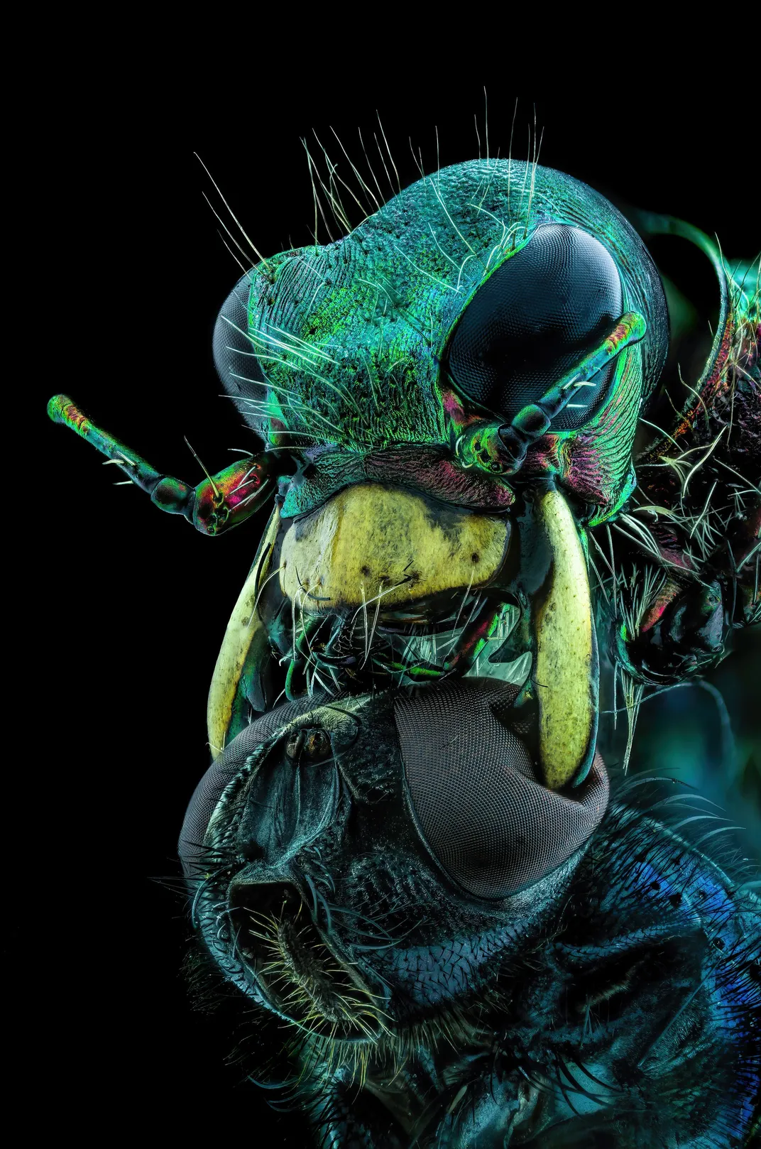 A fly under the chin of a tiger beetle