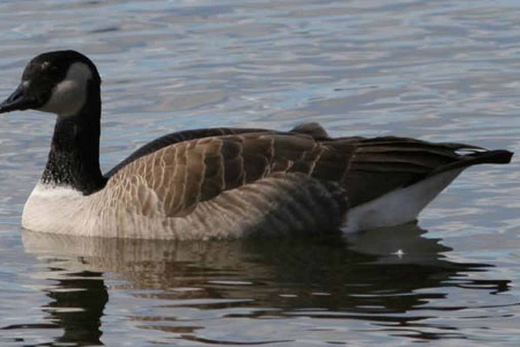 Aleutian cackling goose