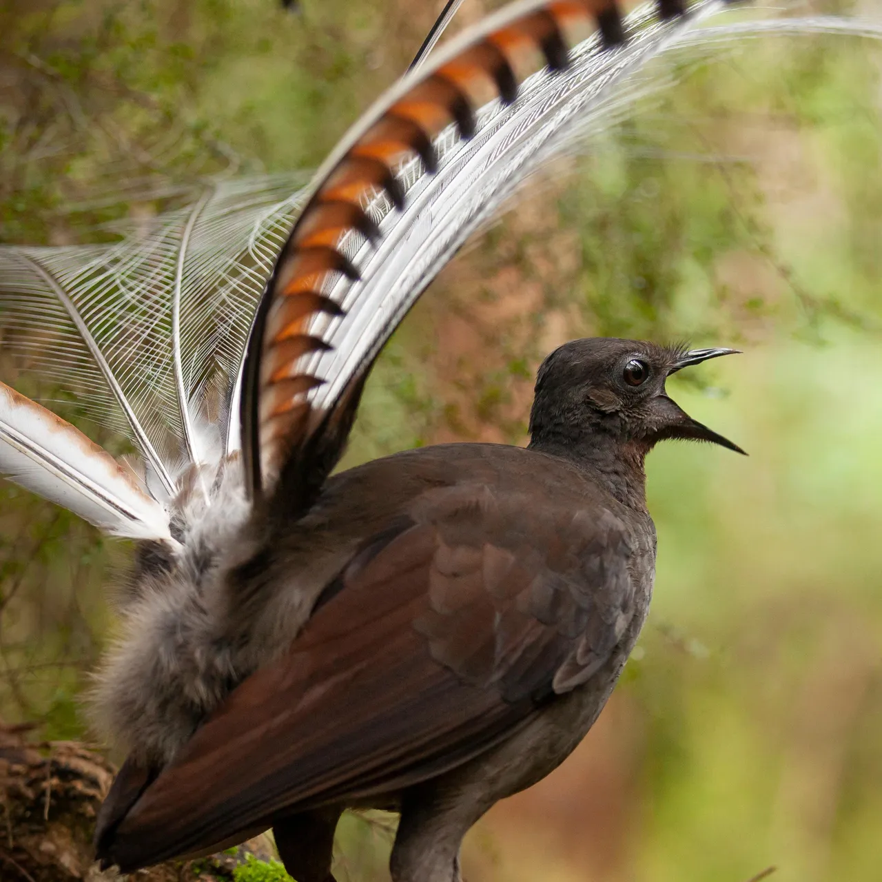 Morales LYRE BIRD M-50 D-35type 超爆鳴り 超希少 Morales LYRE BIRD M-50 D-35type 超爆鳴り 超希少 Morales LYRE BIRD