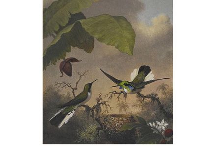 Martin Johnson Heade, Black-eared Fairy, ca. 1863-1864, oil on canvas, 12 1/4 x 10 in.