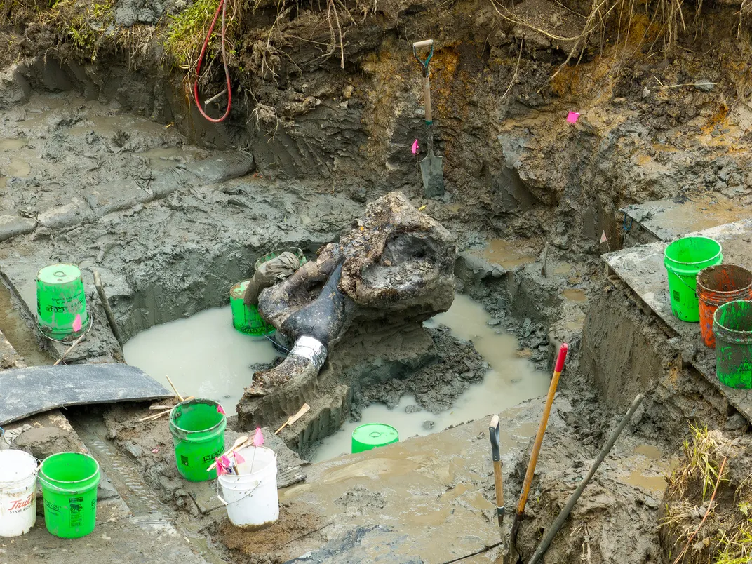 Mastodon skull poking out of muddy ground