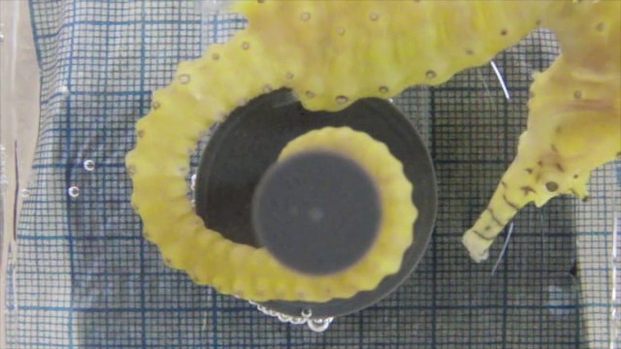 Preview thumbnail for Why Seahorses Have Square Tails