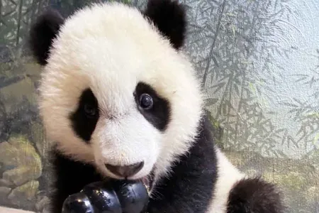 Beginning next month, visitors will be able to meet baby panda cub Xiao Qi Ji in person.When the Zoo opens on May 21, visitors will be able to meet baby panda cub Xiao Qi Ji in person. But fair warning—he might be napping.