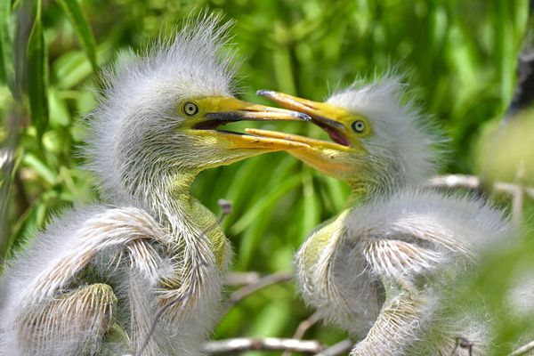 Newly hatched great egrets thumbnail