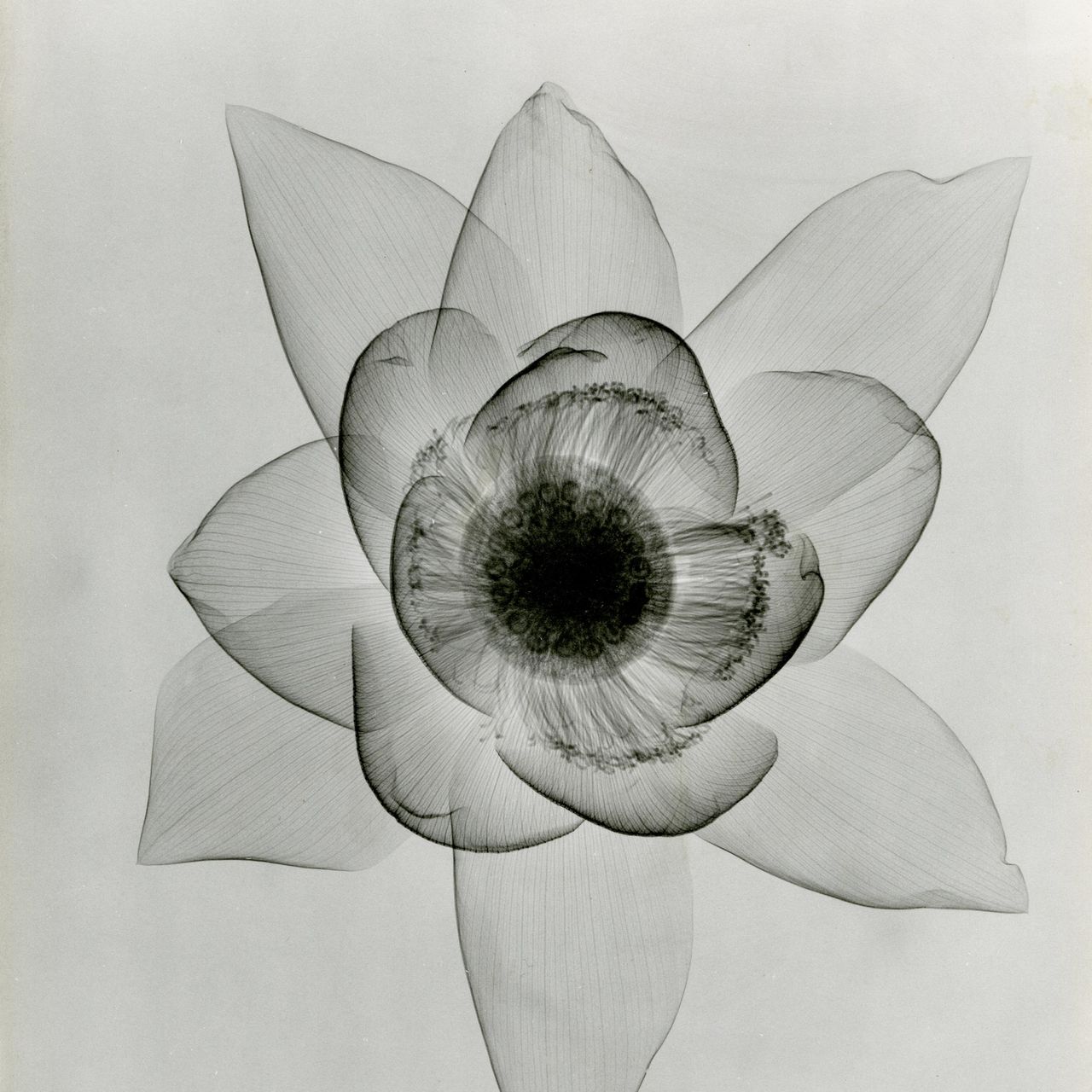 Check Out These X-Rays of Flowers From the 1930s