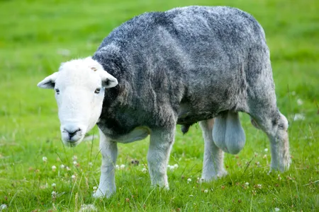 This scrotal male certainly isn't sheepish.