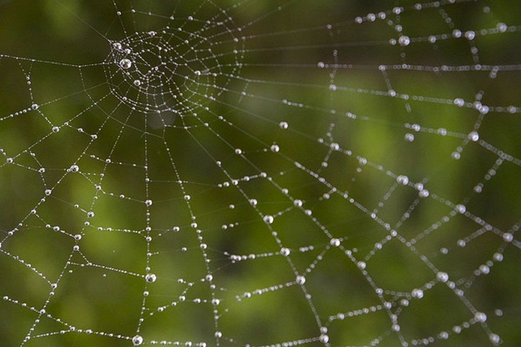 20130228083025spider.jpg