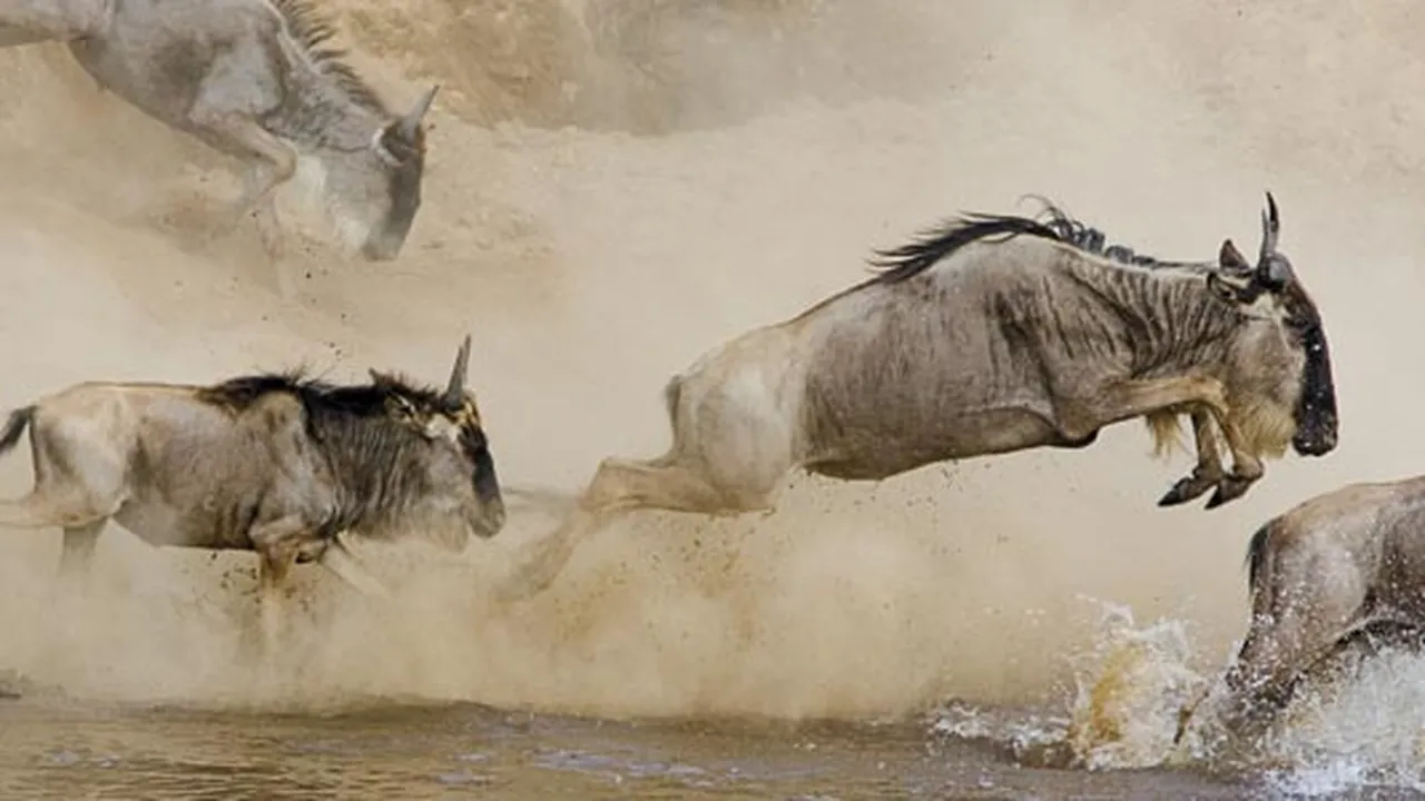 Wildebeest-migration-water-631.jpg