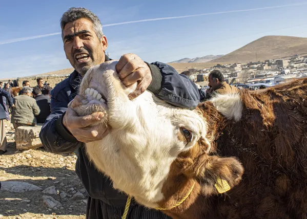 Counting cow teeth thumbnail