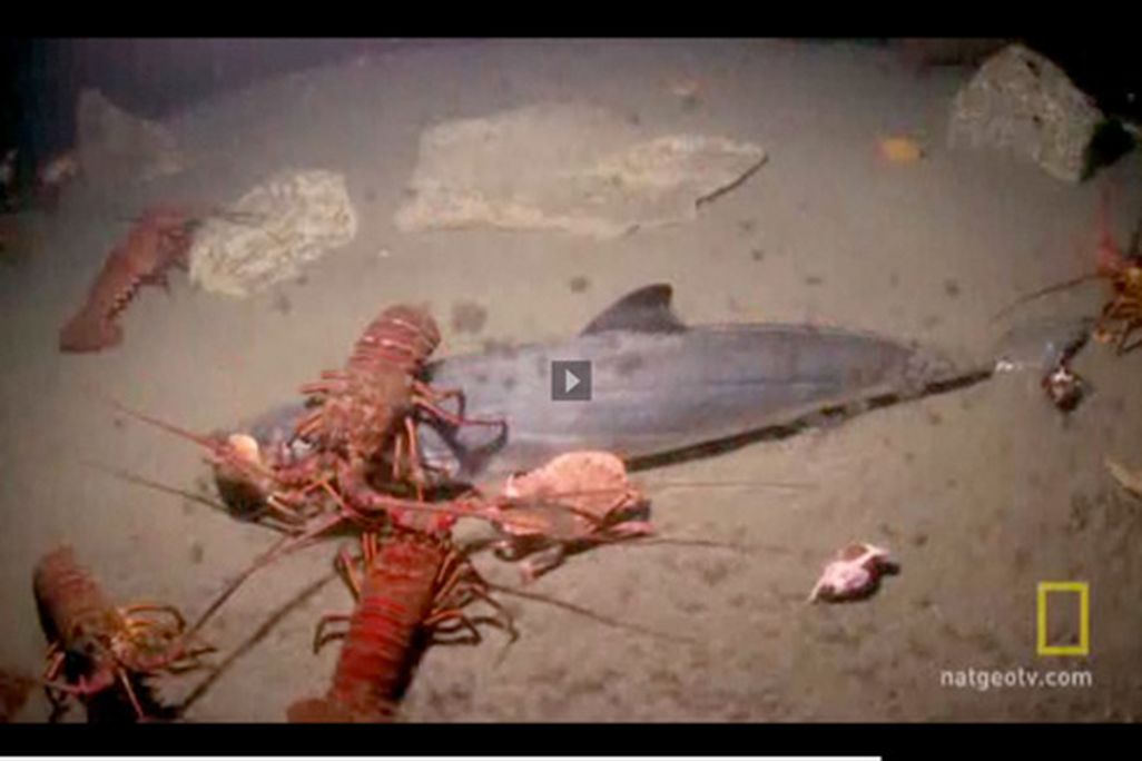 20110520083316nat-geo-sea-monster.jpg