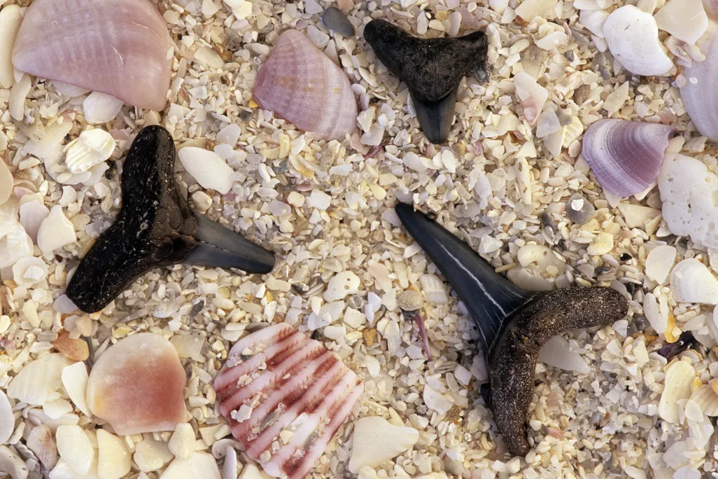 fossil shark teeth