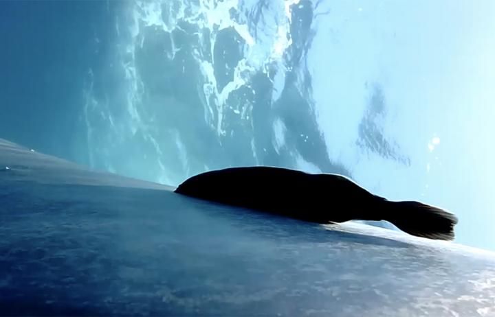 A remora attached to the skin of a blue whale. Waves at the water's surface are seen from beneath.