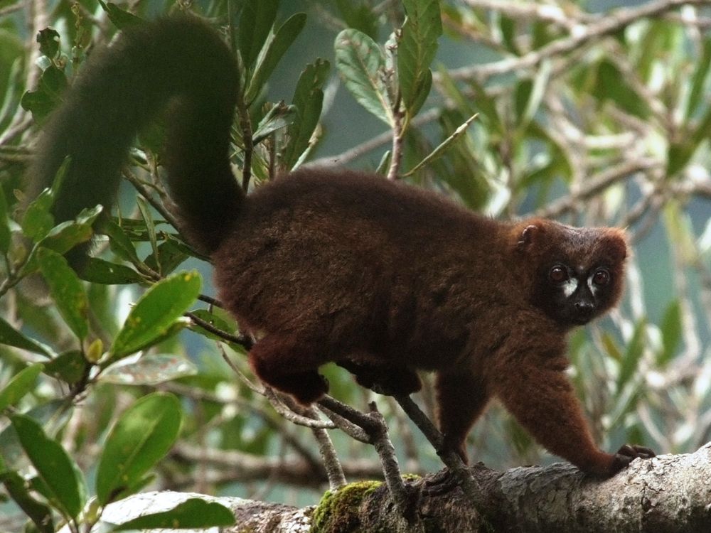 red-bellied lemur