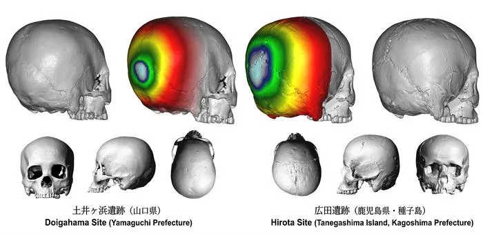 A series of 3D images of skulls excavated from the Hirota site and the Doigahama site
