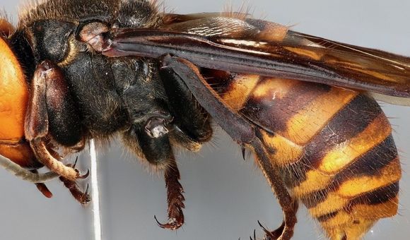 Close-up of a black and yellow hornet preserved on a pin