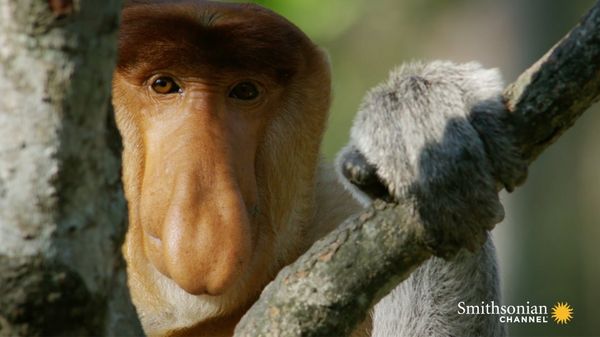 Preview thumbnail for Why Do These Monkeys Have Such Outrageous Noses?