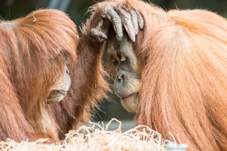 Are orangutans aware that others have different minds than their own?
