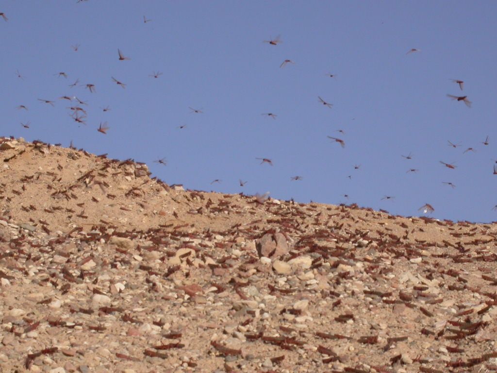 A swarm of locusts descends upon Israel.