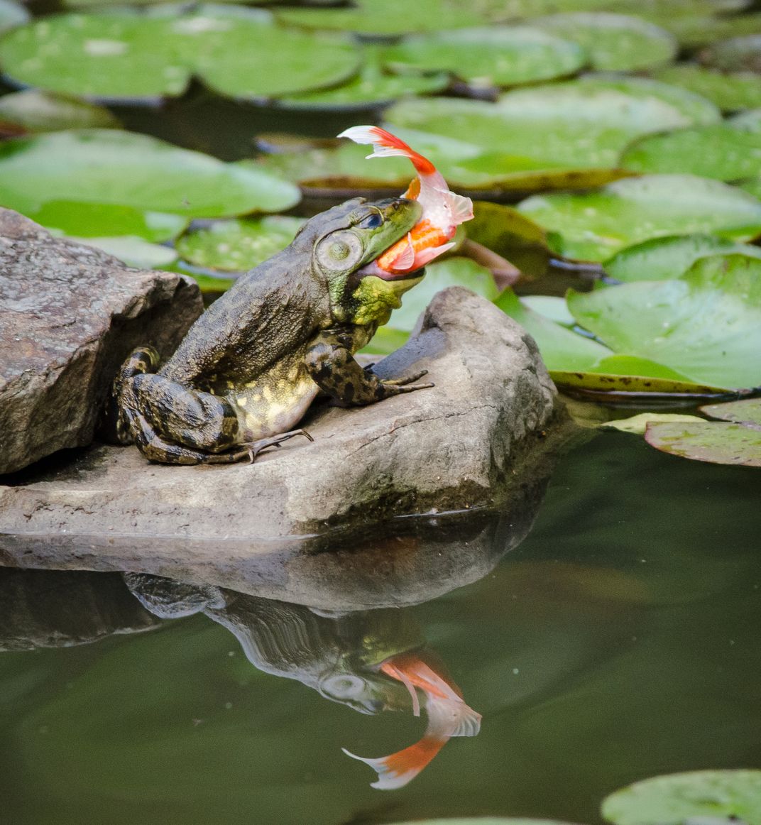 Bullfrog Eats Goldfish, Smithsonian Photo Contest