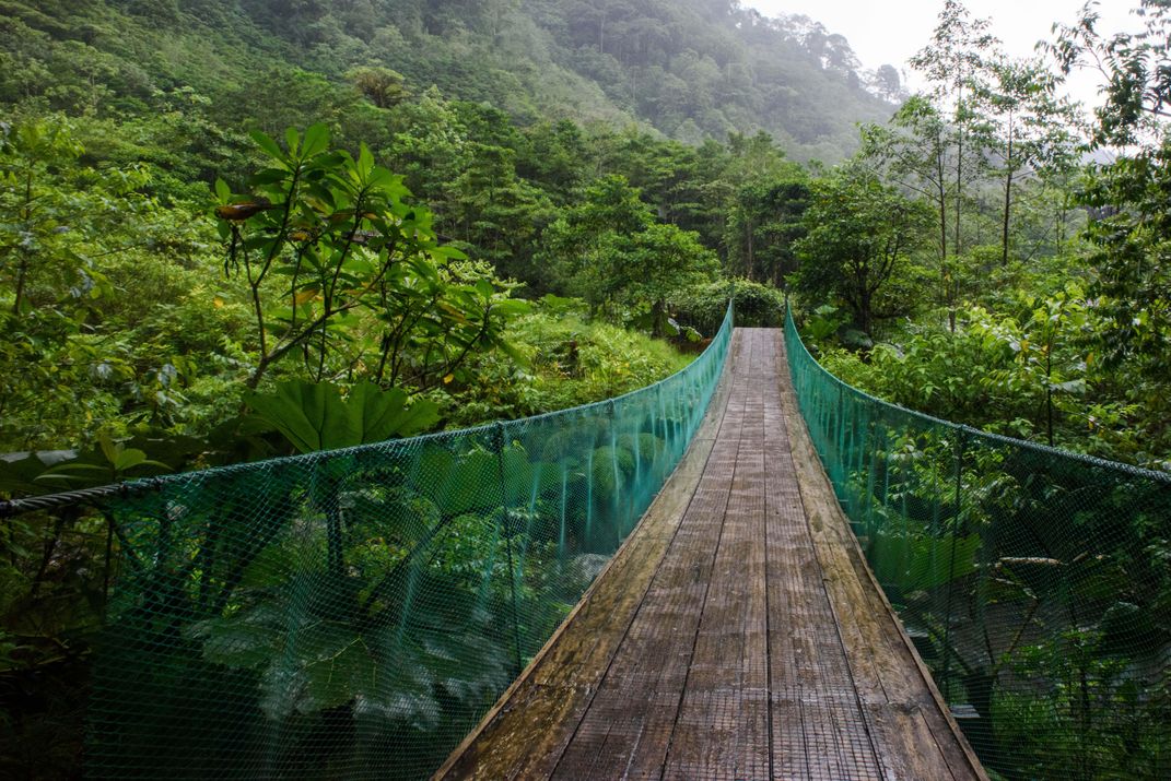 Hanging bridge through the jungle canopy Credit: Christina Victoria