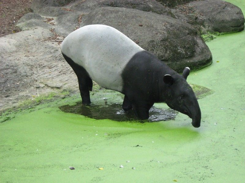 A Malaysian Tapir goes for a swim | Smithsonian Photo Contest ...