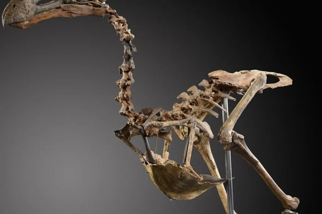Dodo Composite