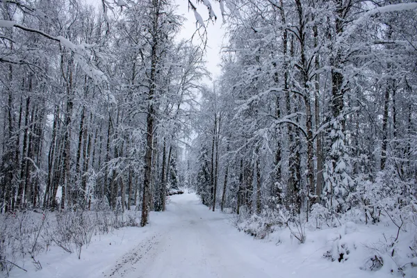 Path through Frozen Forest thumbnail