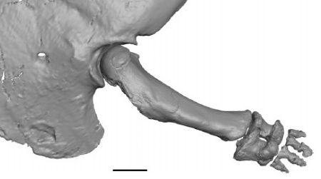 The reconstructed shoulder and arm of Majungasaurus