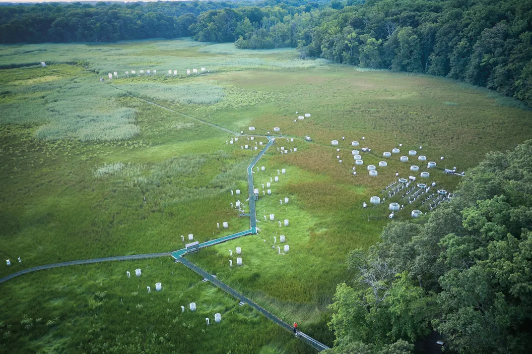 a aerial view of a lush green wetlands