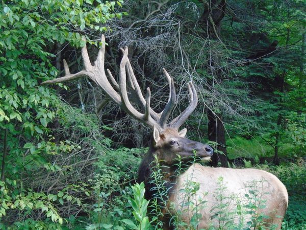 Majestic Elk while traveling through Elk County,PA thumbnail