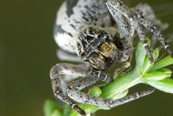 Stegodyphus lineatus