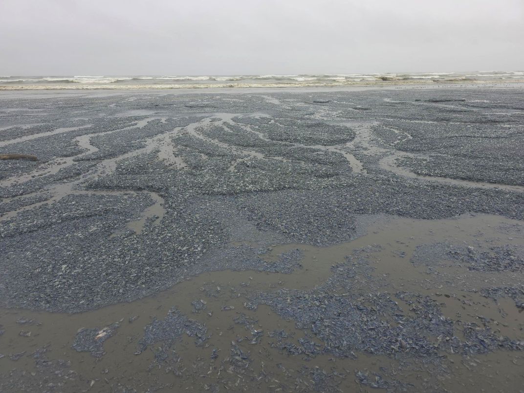 View of a beach covered in blueish objects
