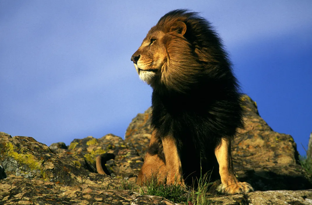 Ten Things We've Learned About Lions Since Disney's Original 'The Lion  King', Science