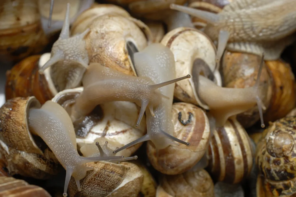 snails