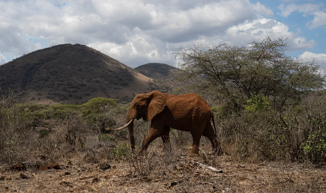 10 - Because the soil in Tsavo West National Park is red, most elephants there are covered in a colorful layer of dust.