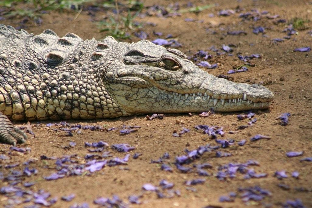 Nile crocodile