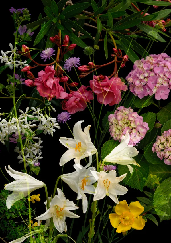 Study with Large Flowers and Bushes (Montenero Val Cocchiara / Abruzzi Apennines, June 2024) thumbnail