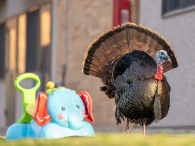 Why Are Urban Turkeys Thriving? image