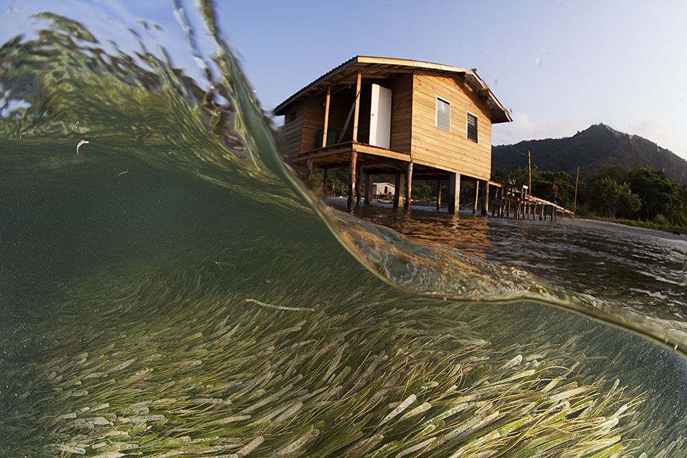 Under the waves swirls a bed of sea grass. Above the water is a coastal home attached to a dock.